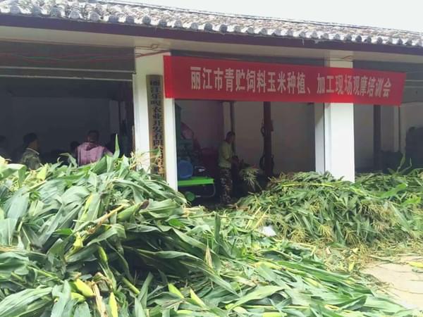 【再爆鮮料】湖北各大養(yǎng)殖戶都在用什么樣的青儲秸稈打包機(jī)